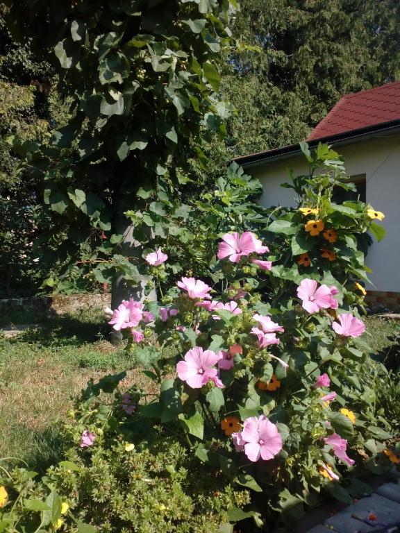 Platanus Bed & Breakfast Beckov Exterior photo